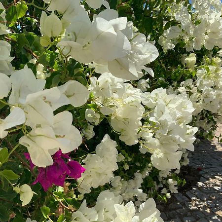 Guest House Alfarrobeiras アルブフェイラ エクステリア 写真